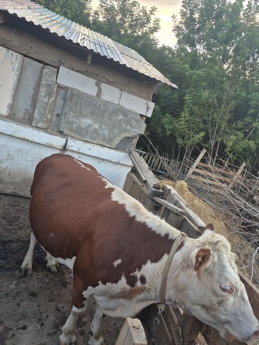 Ақбас ту сиыр сатлады Семіз