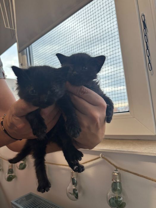 2 negriciosi mititei