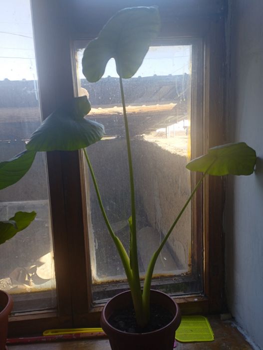 Продам комнатные цветы