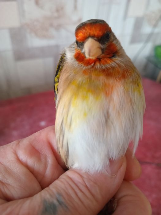 Гибриды щегол и репел.