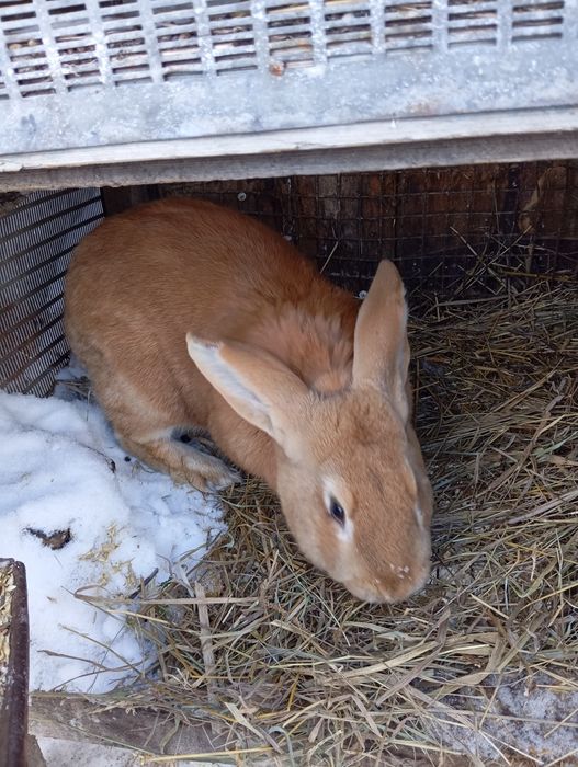 Продам Крола Бургундец!