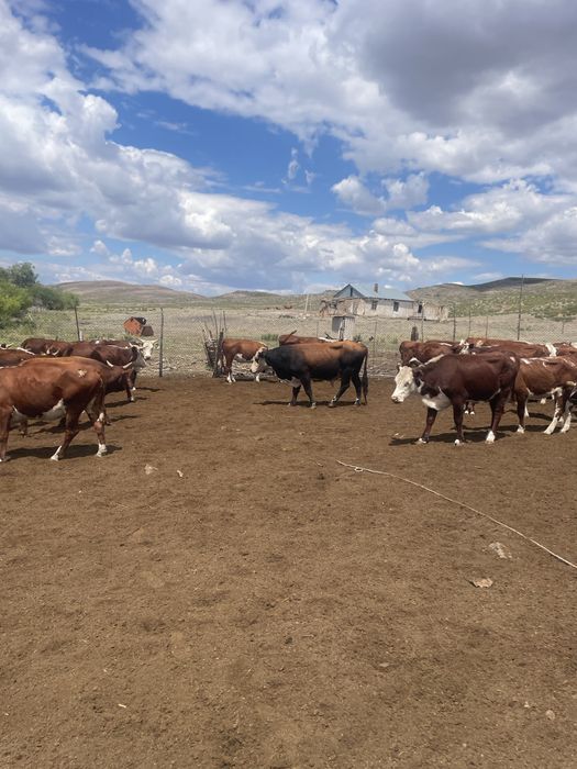 30 бас Ақбас буаз сиырлар сатылады акбас