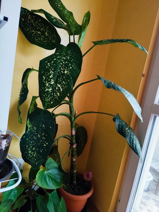 Декоративно растение Дифенбахия