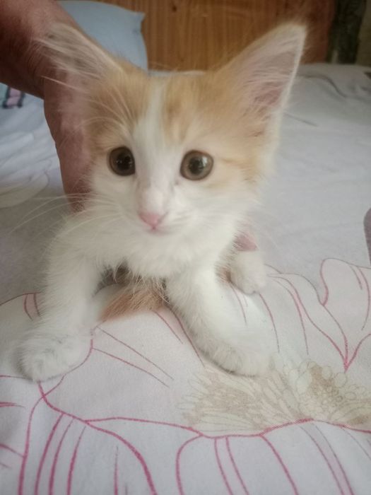 Котята домашние.