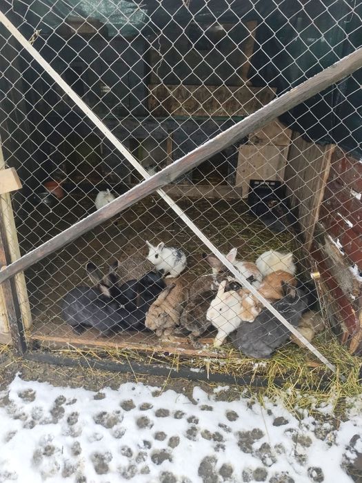 Vând iepuri cap de leu și Rex pitic sau schimb cu alți iepuri lucernă