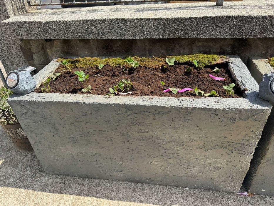 Градински саксии