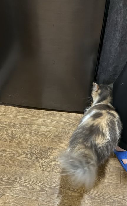 Отдам в добрые руки кошку Мусю.