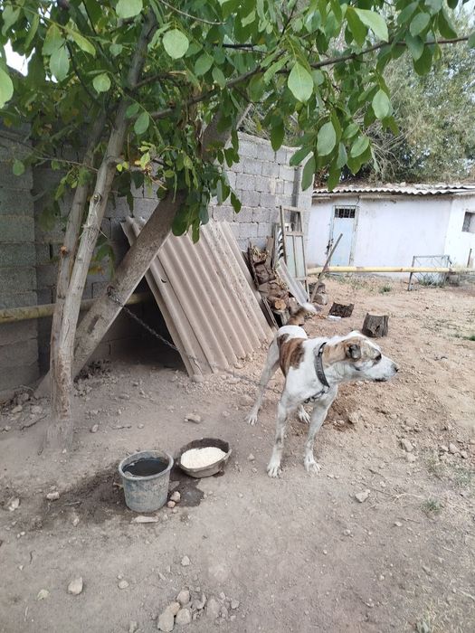 Alabay kuchuk 1,5 yosh