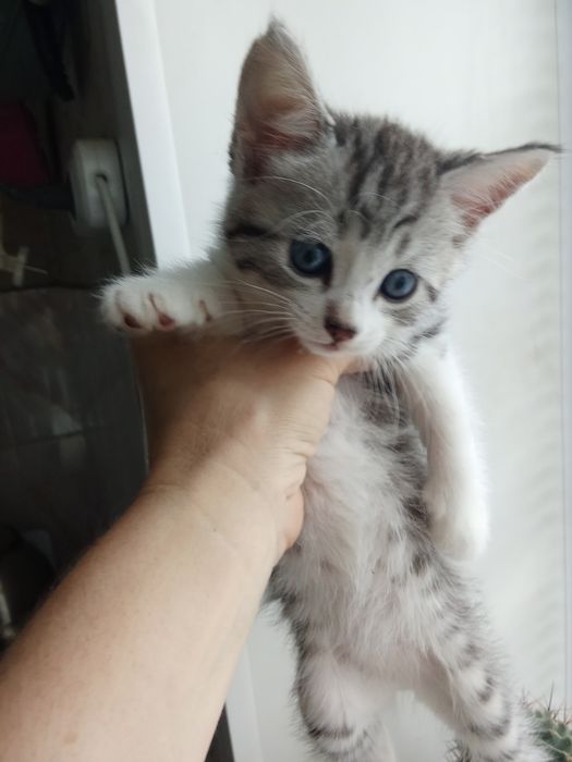 Отдам бесплатно котят