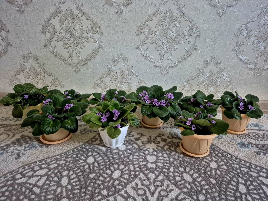 Продам  цветы фиалки