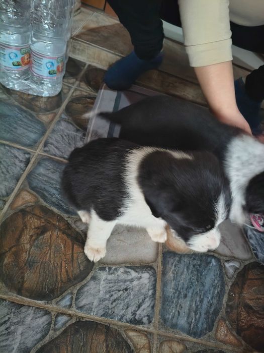 Подарявам Кученца!