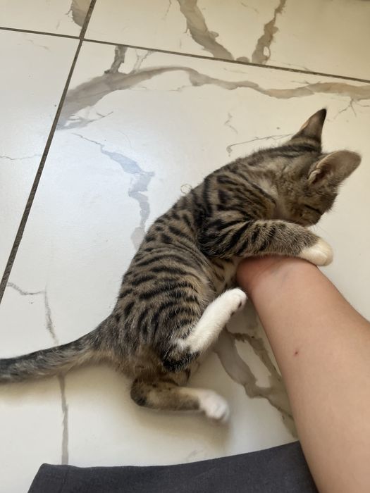 Отдам кота в добрые руки