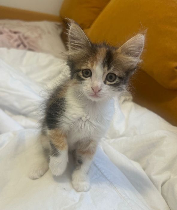 Подарявам котенца турска ангора