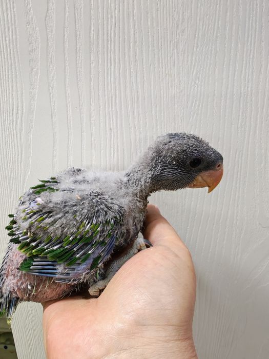 Продаётся птенец Китайского Кольчатого попугая.