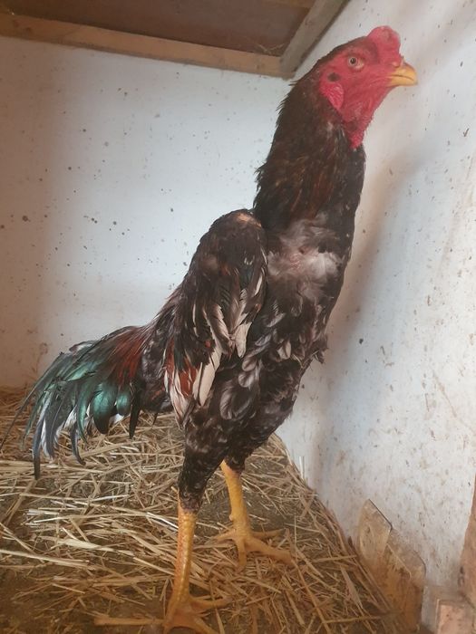 Dakan joja tuxum