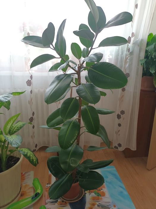 Ficus plantă ornamentală