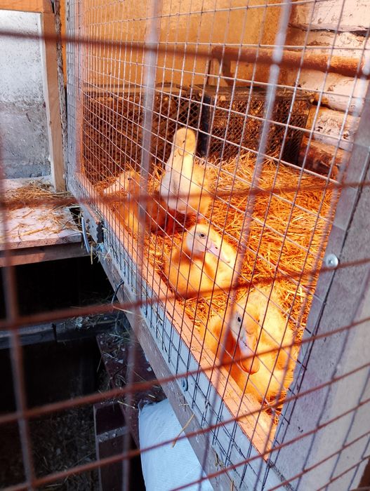 Утята чисто домашние.