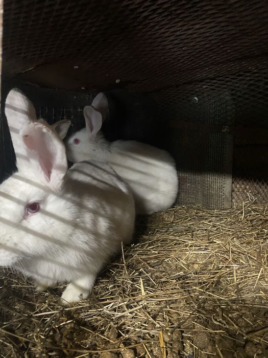 Продам молодняк крольчат