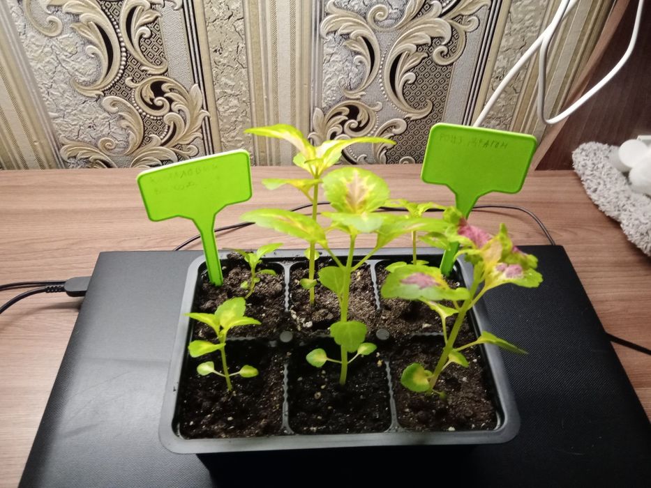 Сеянцы Коллеусов