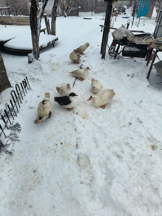 Продам индоуток .