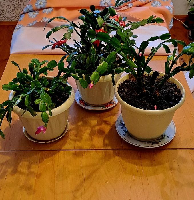 Продам амариллисы, декабристы