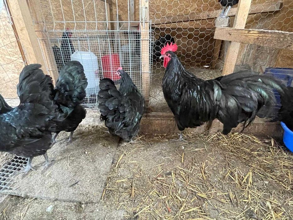 Pui Australorp de o zi