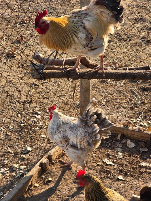 Петух продаётся - Әтеш сатылады