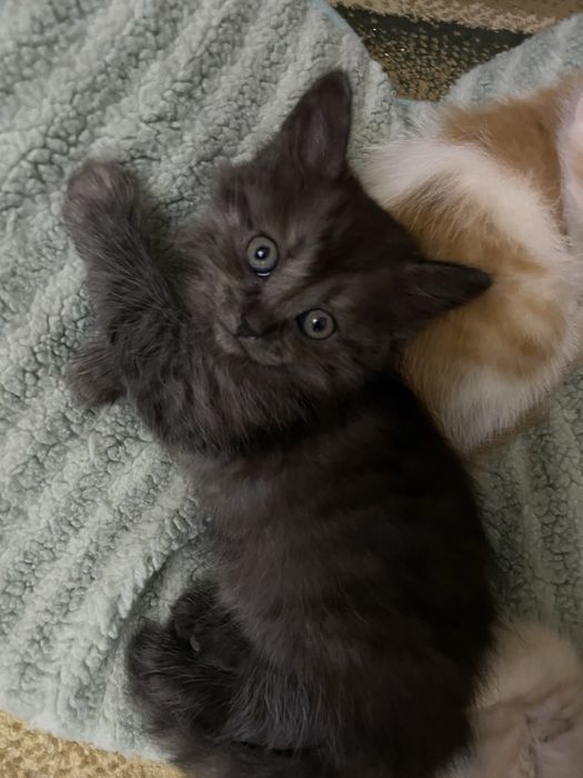 Отдам котят в добрые руки!