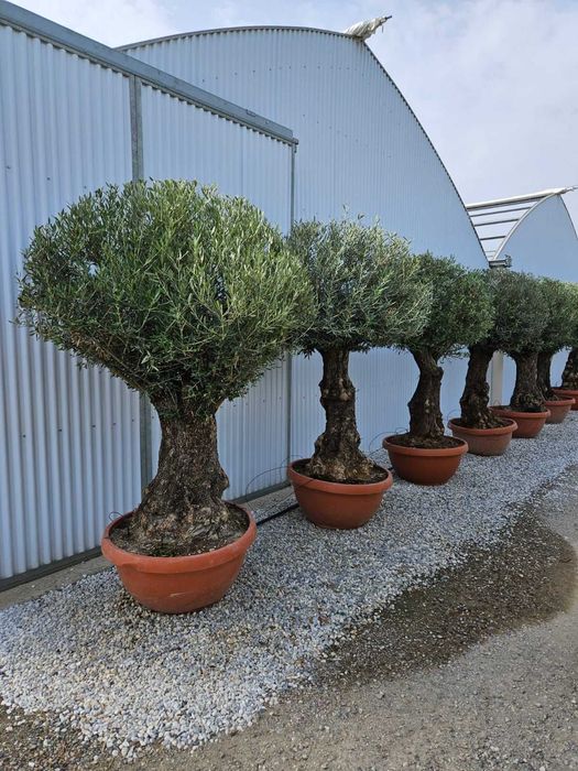 Maslin Secular Olea Europeea