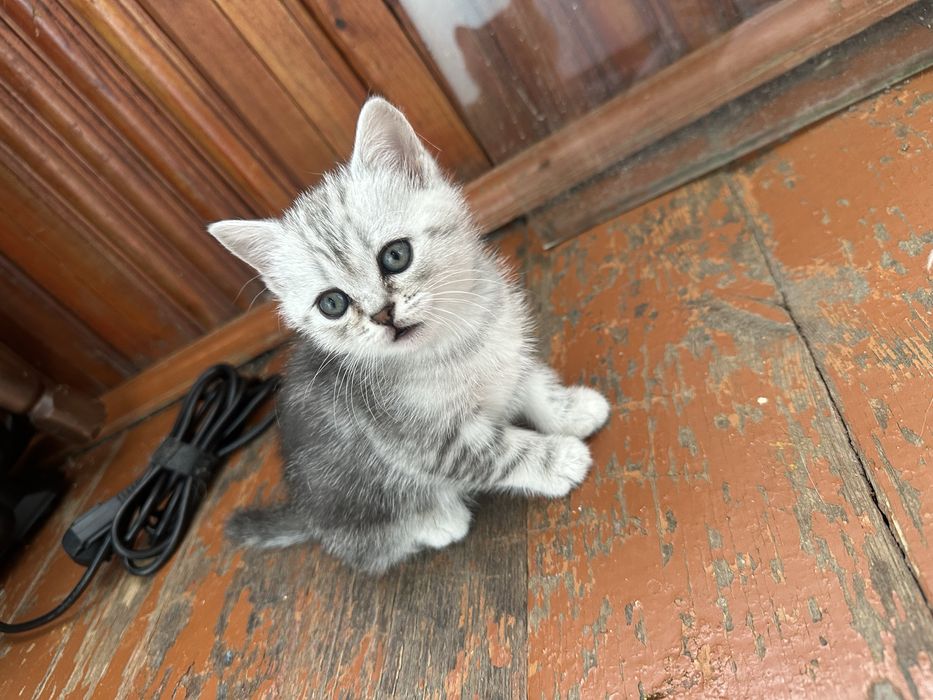 Котята Шотландской породы.