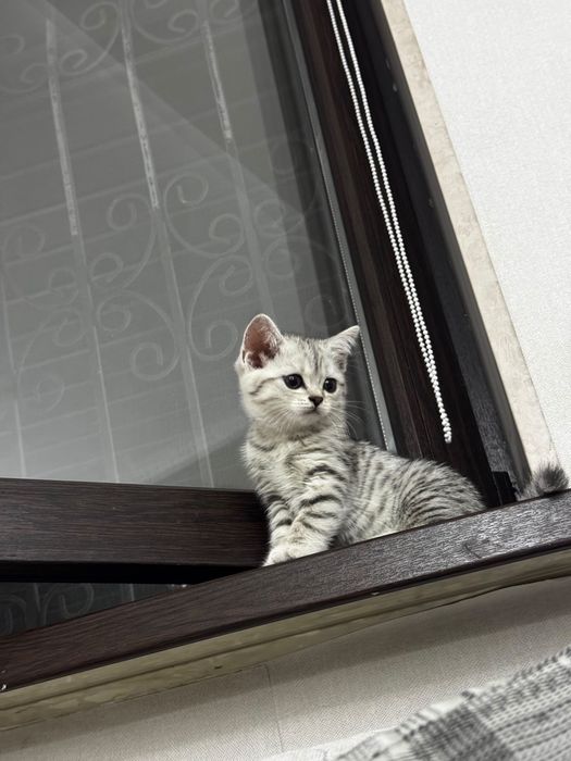 Продам шотландских котят