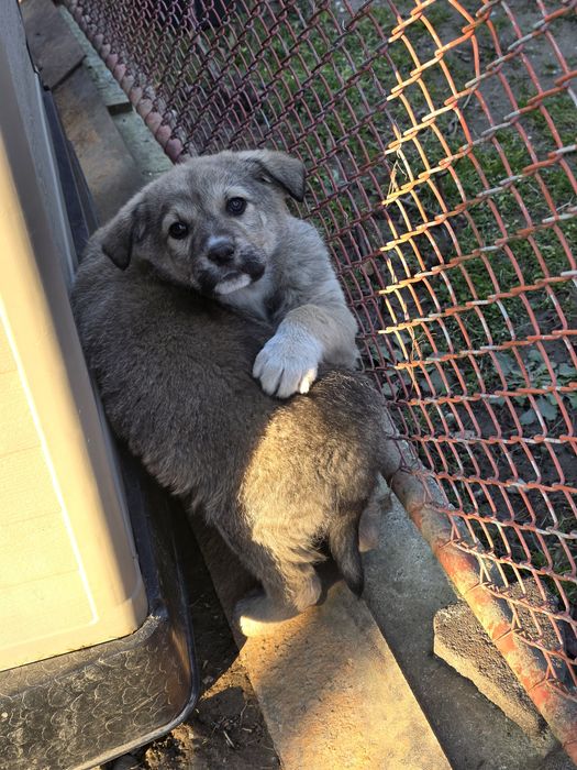 Catei pentru adoptie