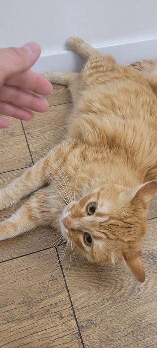 Отдам в хорошие руки кота