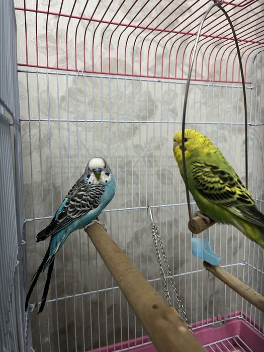 Клетка большая для попугаев