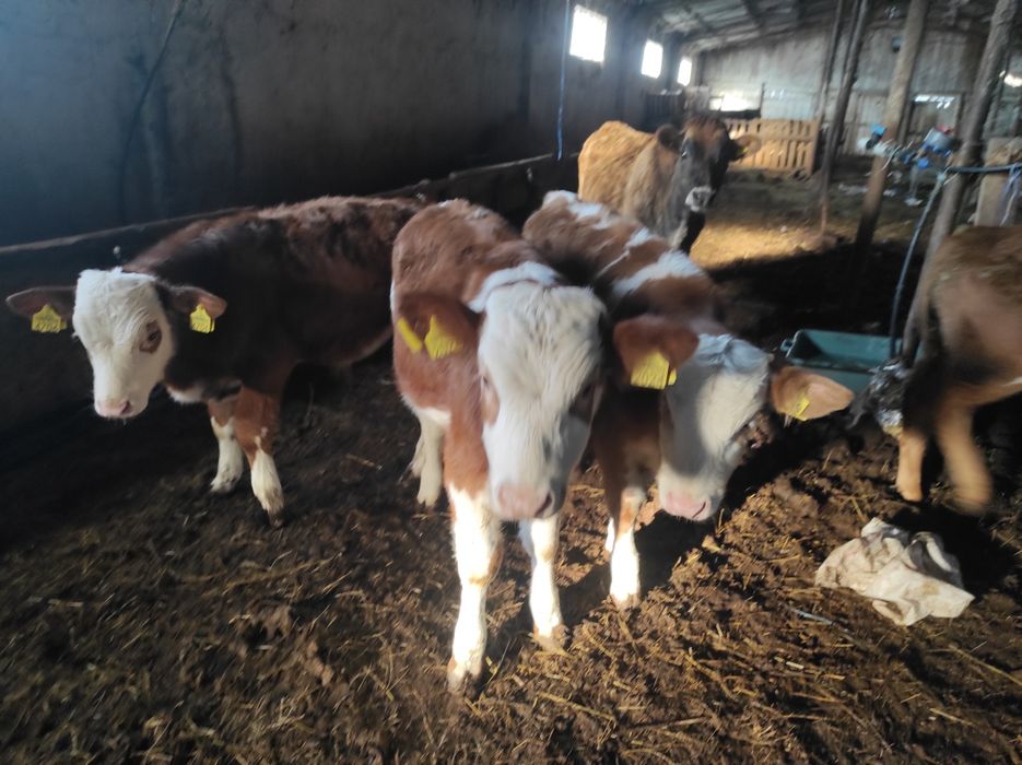 Vand/schimb vitea baltata