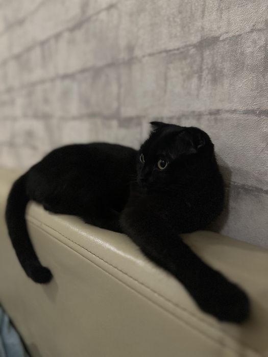 Отдам кошку в добрые руки