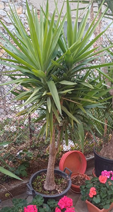 Палма ЮКА 30 годишна