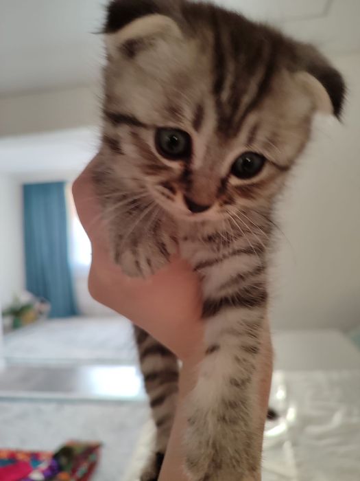 Срочно продается котёнок!