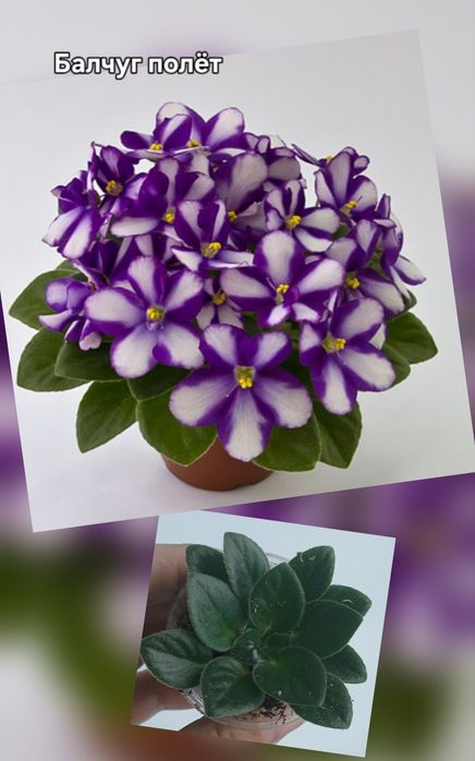 Продам детки фиалок разных