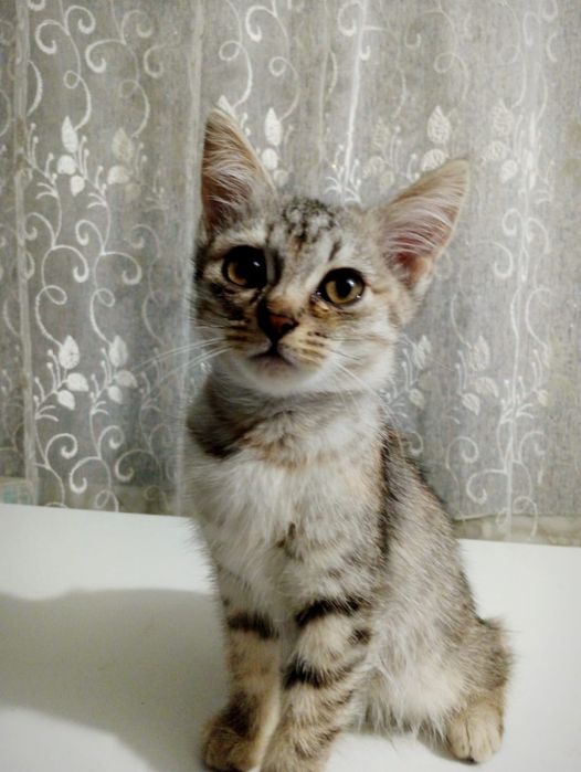 Отдам котят в хорошие руки