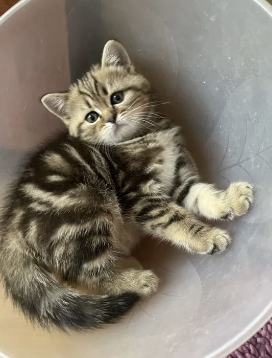 Мраморный британец котёнок