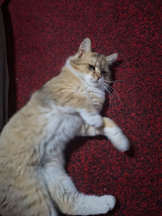 Скотиш Хадияга берилади