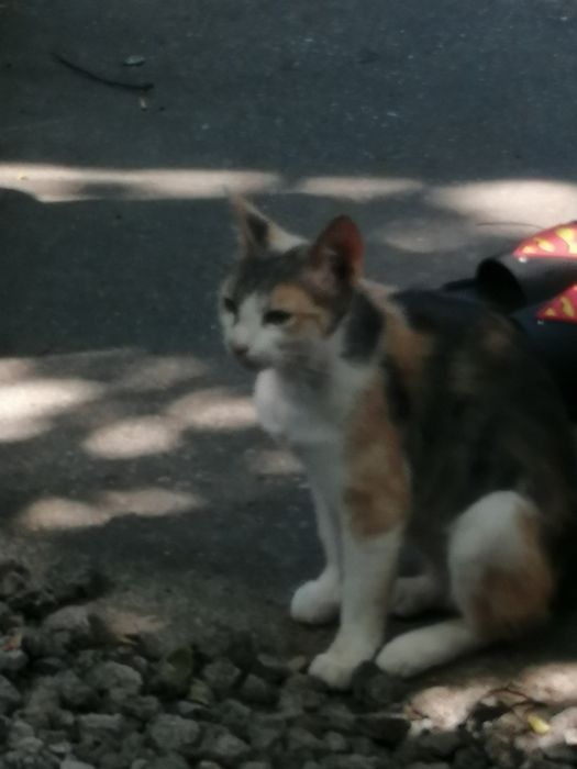 Donez,pentru adoptie fam  pisici mama si doi pui