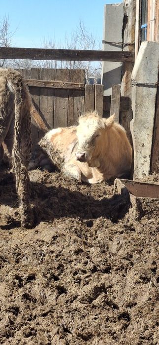 Быки с откорма помесь Москолевские