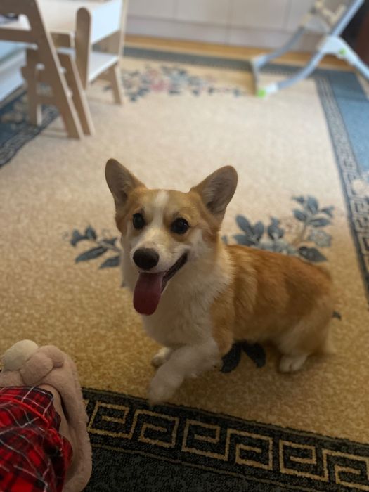 Продам корги девочка 9 мес