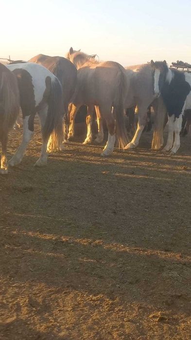 Продам табун лошадей. Кобылы(жерёбые) и жеребец .