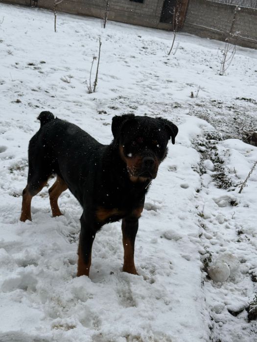 Ротвейлер радословный