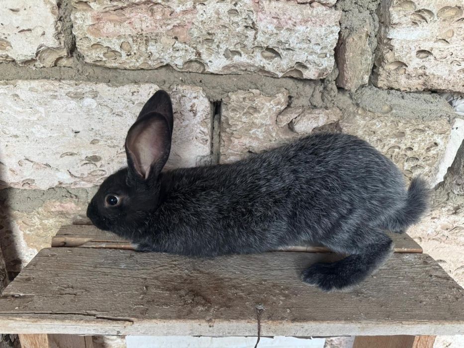 Полтавское серебро коян , кролик сатылады