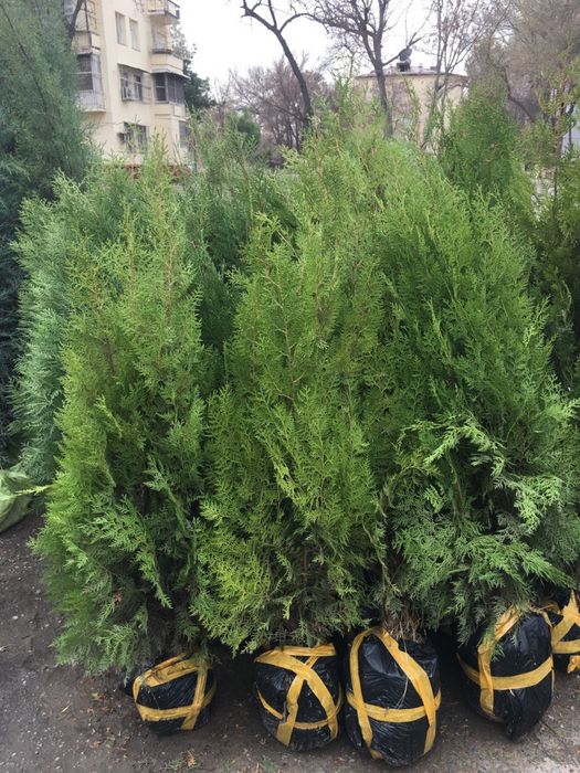 Archa sasna tuya majvenik sotiladi