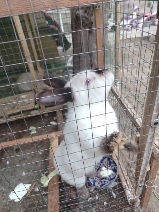 Куёнлар сотилади